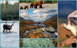 Презентация многоформатного издания «Экскурсия на Север: животный мир Кольского полуострова»